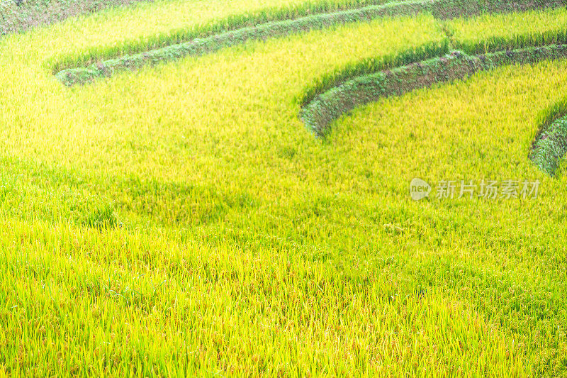 美丽的风景，绿色的稻田准备在越南西北部的梯田日落山在木仓寨，Yen Bai，越南